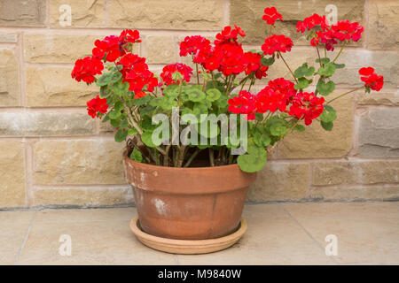 Luminoso rosso dei gerani pelargoniums nel vaso in terracotta Foto Stock