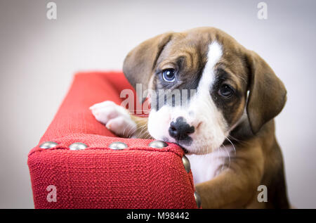 Grazioso cucciolo con occhi tristi su una sedia rossa. Foto Stock