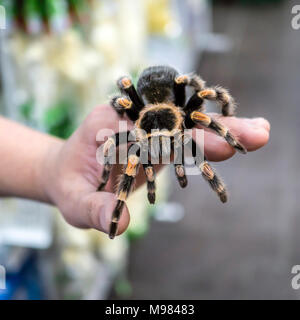 Big spider tarantula siede strisciando sull'uomo del braccio Foto Stock