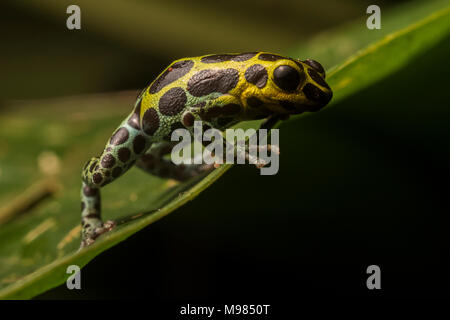 Spruzzi di veleno (rana Ranitomeya coenobita) una splendida specie di rana di veleno dalla wet foreste pluviali di Perù e Ecuador e Colombia. Foto Stock