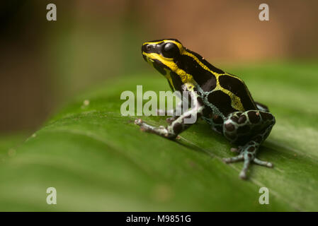 Spruzzi di veleno (rana Ranitomeya coenobita) una splendida specie di rana di veleno dalla wet foreste pluviali di Perù e Ecuador e Colombia. Foto Stock