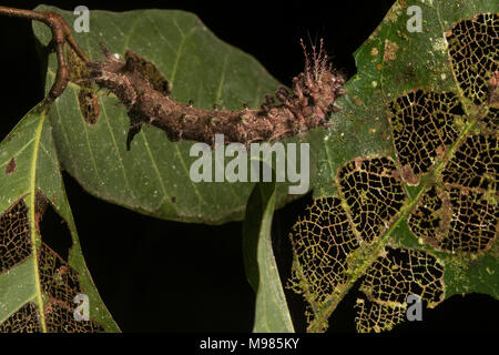 Un caterpillar Automeris (sp) felicemente alimenta sulla sua pianta ospite con effetti disastrosi sulle foglie che hanno avuto i fori masticato attraverso di loro. Foto Stock
