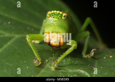 Un grande katydid dalla giungla peruviana, questa è una specie di predatori katydid carnivori. Foto Stock