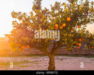 Arancione piccolo albero che cresce in Esporao nella regione Alentejo, Portogallo, al tramonto Foto Stock