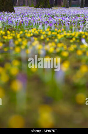 Germania, crochi, crocus e aconiti invernali, Eranthis hyemalis Foto Stock