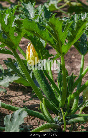 Fiori di zucca Foto Stock