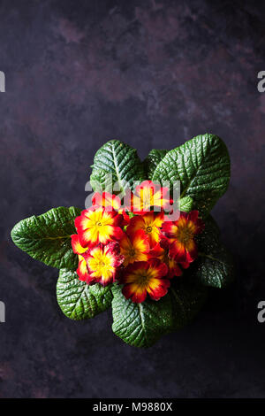 Rosso e giallo primrose Foto Stock