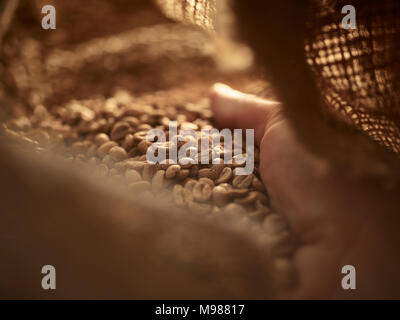 Mano d'uomo controllando il caffè verde in borsa gunny, close-up Foto Stock