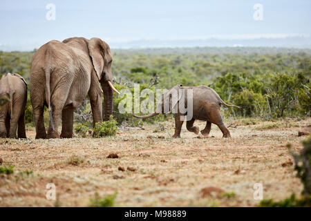 Sud Africa Orientale, Cape, Addo Elephant National Park, elefanti africani, Loxodonta africana Foto Stock