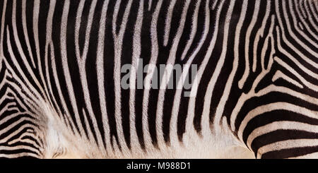 Grevyi zebra, vista parziale Foto Stock