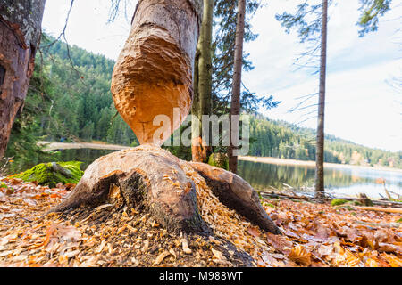 In Germania, in Baviera, Bassa Baviera, Foresta Bavarese, Beaver segni di morsi su albero Foto Stock