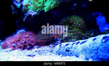 Ornati in Leopard wrasse pesce in Coral Reef Aquarium serbatoio Foto Stock