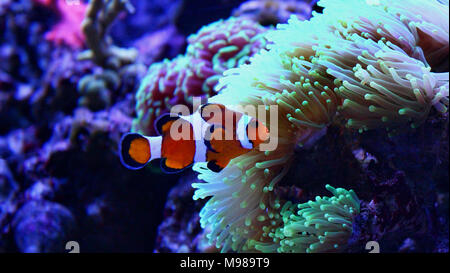 Clownfish più popolari pesci di acqua salata in acquari Foto Stock