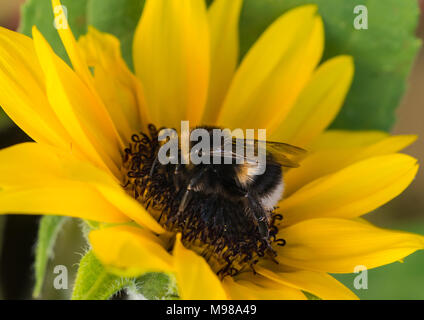 Una macro shot di bumblebee per raccogliere il polline da un girasole. Foto Stock