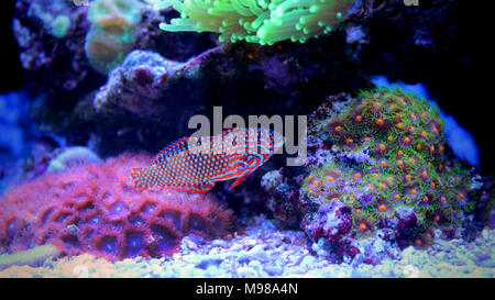 Ornati in Leopard wrasse pesce in Coral Reef Aquarium serbatoio Foto Stock