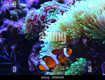 Clownfish più popolari pesci di acqua salata in acquari Foto Stock