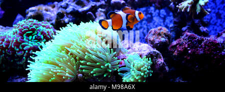 Clownfish più popolari pesci di acqua salata in acquari Foto Stock