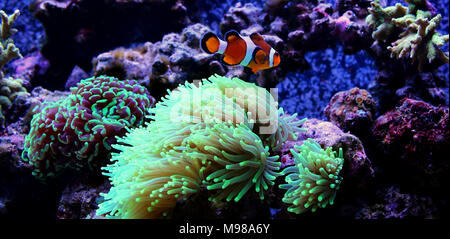 Clownfish più popolari pesci di acqua salata in acquari Foto Stock