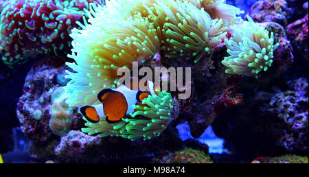 Clownfish più popolari pesci di acqua salata in acquari Foto Stock