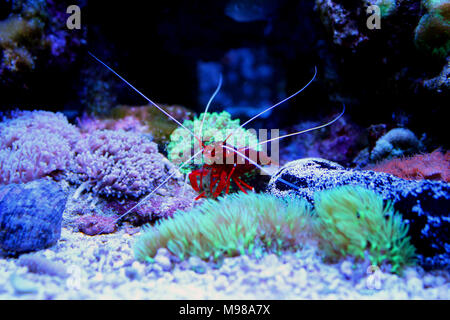 Rosso fuoco di gamberi - Lysmata Debelius Foto Stock