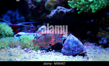 Ornati in Leopard wrasse pesce in Coral Reef Aquarium serbatoio Foto Stock