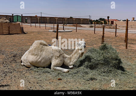 Foraggio per il pensiero. Il cammello solitario in un rilassante pongono con prodotti alimentari. Foto scattata a nord-est di Riyadh sul modo per Thumamah Parco Nazionale. Foto Stock