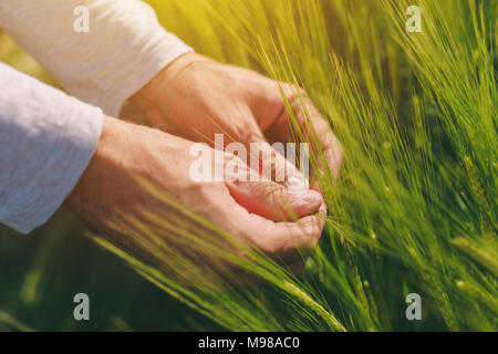 Mani e verde verde spighe di grano, agricoltore il lavoro nel campo Foto Stock