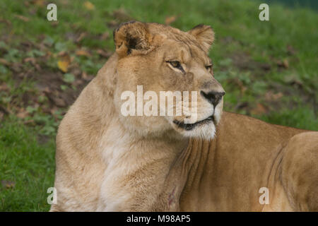 Close-up foto ritratto di una bellissima leonessa barbareschi Foto Stock