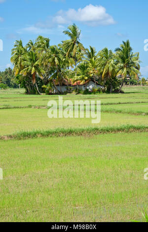 Una vista di una risaia campo in Sri Lanka con le palme in background in una giornata di sole con cielo blu. Foto Stock