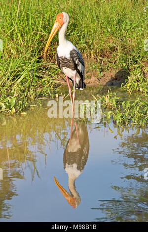 Un dipinto di Stork (Mycteria leucocephala) riflesso in acqua in Yala National Park, Sri Lanka in una giornata di sole. Foto Stock