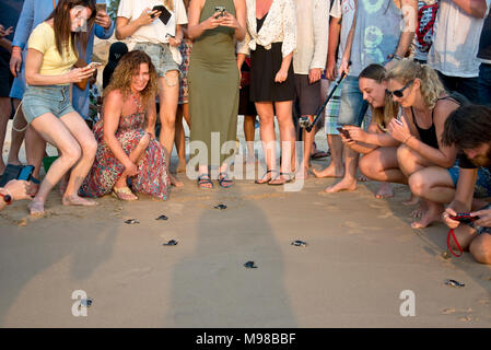 Il Sea Turtle Hatchery & Rescue Center nei pressi di Hikkaduwa, rilasciare le tartarughe marine torna al mare - se si visita la sanctury la voce consente ai turisti di guardare Foto Stock