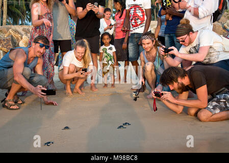 Il Sea Turtle Hatchery & Rescue Center nei pressi di Hikkaduwa, rilasciare le tartarughe marine torna al mare - se si visita la sanctury la voce consente ai turisti di guardare Foto Stock