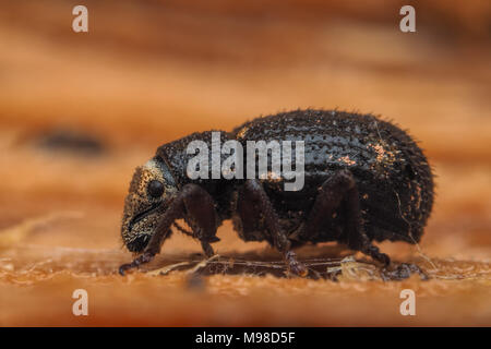 Dado curculione foglia (Strophosoma melanogrammum) in appoggio sul marciume log. Tipperary, Irlanda Foto Stock