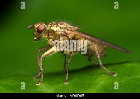 Sterco giallo Fly (Scathophaga stercoraria) arroccato su una foglia di Edera nel bosco. Tipperary, Irlanda Foto Stock