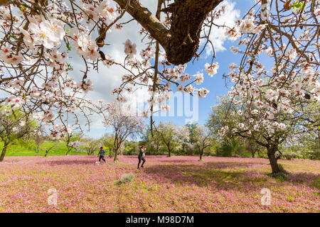 Klirou, Cipro - 28 Febbraio 2018: le donne e il cane che si diverte in un campo della fioritura dei mandorli e fiori viola. Girato in primavera Foto Stock