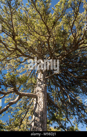 Antico (500 anni) gigante di pino nero in troodos National Forest Park nei pressi del monte Olimpo in primavera - Cipro, Mediterraneo, Europa Foto Stock