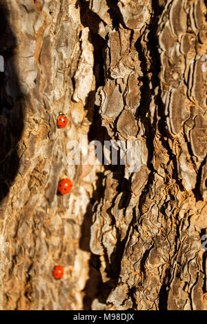 Ladybugs risveglio in legno di pino di corteccia di albero di warm up - Inizio della primavera in troodos national park, Cipro, Mediterraneo, Europa Foto Stock