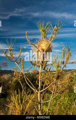 Pine processionary caterpillar nido su un piccolo pino nel paesaggio vicino al tramonto, cielo blu, nel distretto di Paphos, Cipro, europa Foto Stock