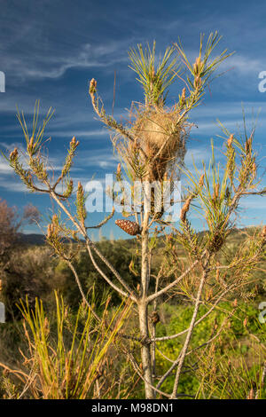Pine processionary caterpillar nido su un piccolo pino nel paesaggio vicino al tramonto, cielo blu, nel distretto di Paphos, Cipro, europa Foto Stock