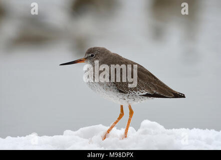 - Redshank Tringa totanus in piedi nella neve Foto Stock