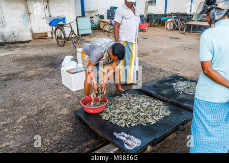 Uomo locali vendono appena pescato gamberi e seppie al harbourside mercato del pesce a Weligama, Mirissa, sulla costa sud dello Sri Lanka Foto Stock