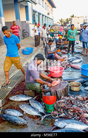 Grande pesce appena pescato essendo preparato dai pescatori locali al mercato del pesce in banchina nel porto di Weligama, Mirissa, costa meridionale dello Sri Lanka Foto Stock