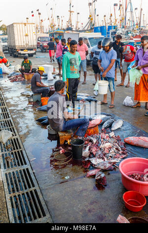 Grande pesce appena pescato essendo preparato dai pescatori locali al mercato del pesce in banchina nel porto di Weligama, Mirissa, costa meridionale dello Sri Lanka Foto Stock