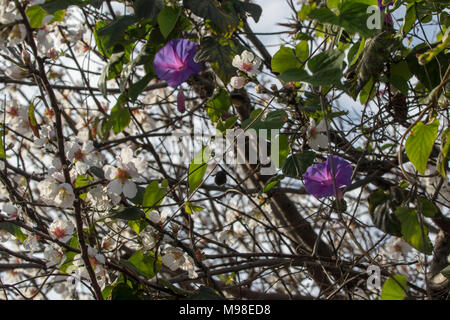 Viola centinodia avvolto intorno a fiore bianco in un giardino di Paphos con sole primaverile, in Kato Paphos area turistica , Cipro, europa Foto Stock