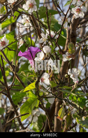 Viola centinodia avvolto intorno a fiore bianco in un giardino di Paphos con sole primaverile, in Kato Paphos area turistica , Cipro, europa Foto Stock