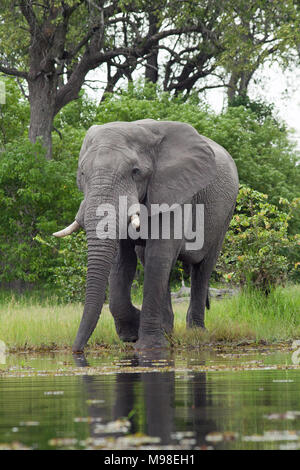 Elefante africano (Loxodonta africana). Emergenti dal bosco, adulti bull sta per prendere un drink dal fiume. Chobe National Park. Okavango Delta. Botsw Foto Stock