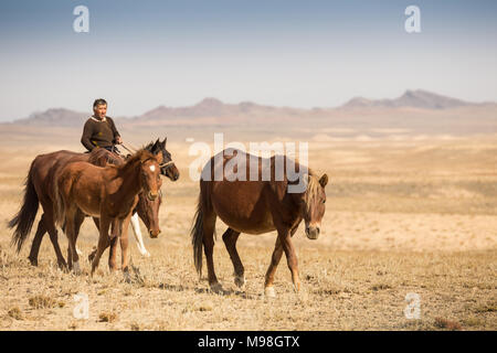 Steppa normale lo sposo, che è la tendenza dei cavalli in Kazakistan Foto Stock