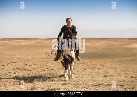 Steppa normale lo sposo, che è la tendenza dei cavalli in Kazakistan Foto Stock