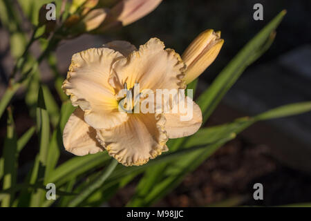 'Victorian Lace", Daylily Daglilja (Hemerocallis) Foto Stock