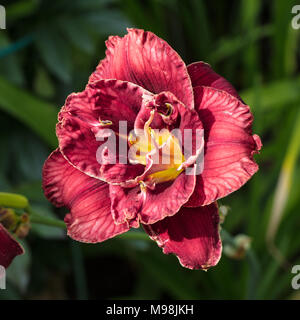 'Stellar Double Rose' Daylily, Daglilja (Hemerocallis) Foto Stock